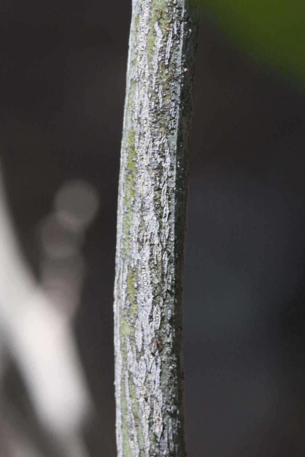              Second - third year twig (Riverside, CA)       